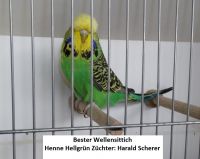 19. WS-Zuechtertreffen 002.JPG